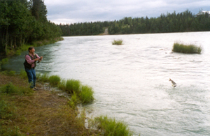 Kenai River bank fishing for sockeye salmon