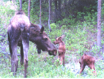 wildlife viewing