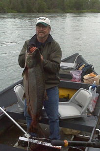 Kenai King / Chinook Salmon