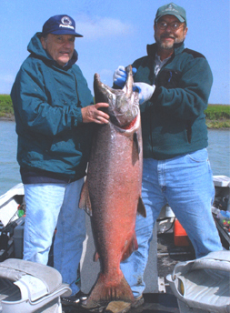 Kenai River king / chinook salmon